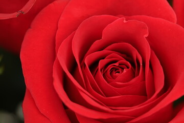 Red Rose Close up