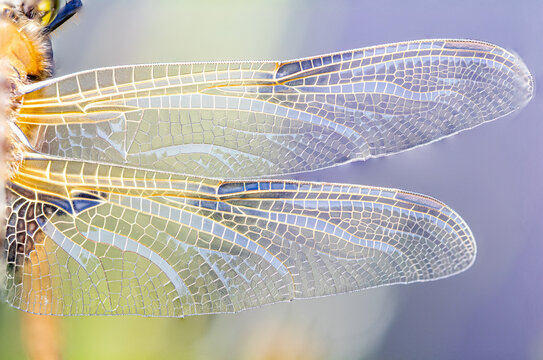 wings of dragonfly