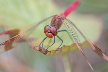 Dragonfly Close-up,Macro 