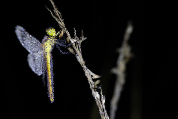 Dragonfly Close-up,Macro 