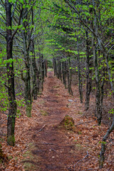 Beech trees plantation reforestation in Tirslund, Denmark