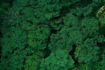 森林イメージ１