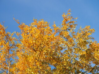 Autumn forest beauty. Golden tree leaves. Sun beam. Blue sky. Beautiful birch leaves swinging on a tree in autumnal Park. Fall