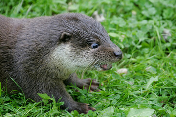 Naklejka na ściany i meble otter on the grass