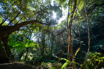森のスナップ写真
