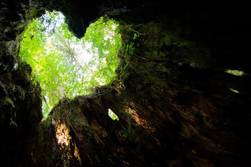 屋久島のウイルソン株