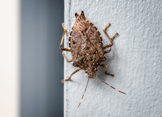 Brown marmorated stink bug (BMSB) on wall, upside down. Found in Vancouver, BC, Canada. It's...