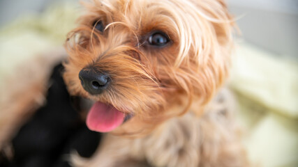 Portrait of cute little Yorkshire terrier dog, looking half hidden in its shelter, close-up	