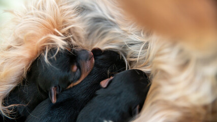 Young black and red puppy, two weeks old, of the Yorkshire terrier, sleeping against its mother	