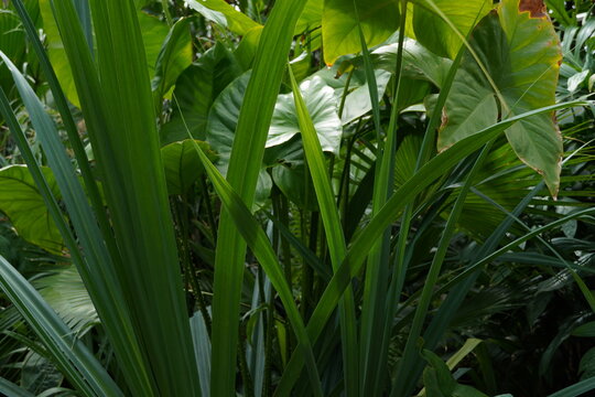 little junglee grass with dew drops