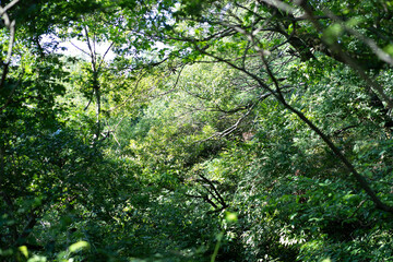 森のスナップ写真