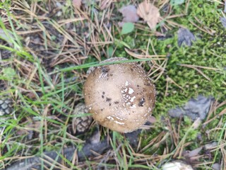 mushroom in the grass