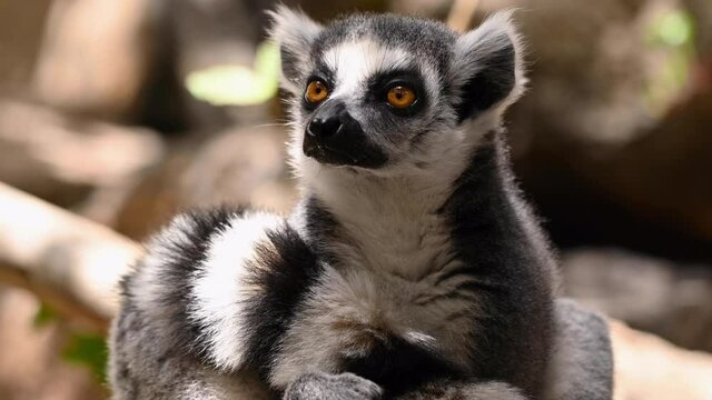 Close up Ring-tailed lemur Portrait in nature. High quality 4k footage