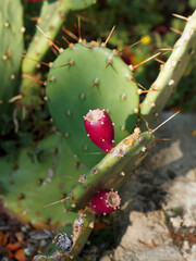 Deep red fruit or thorny Fig of Prickly pear or Opuntia ficus-indica