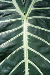 stem of a leaf inside the greenhouse of the HERRENHOISER gardens