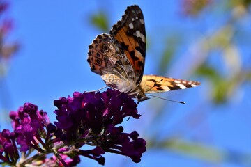 butterfly on a flower
