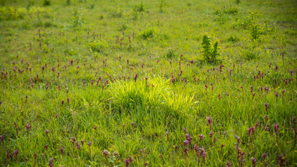 Magnificent expanse of wild orchids, in purple tones, in the middle of a meadow	