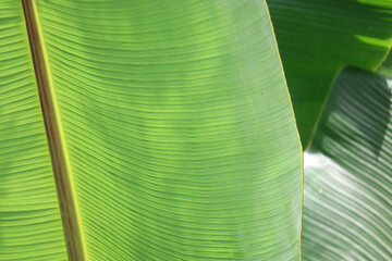 Banana leaf plantain leaf in sunlight close up view © Tazus