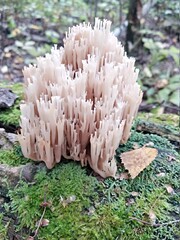 mushroom in the forest