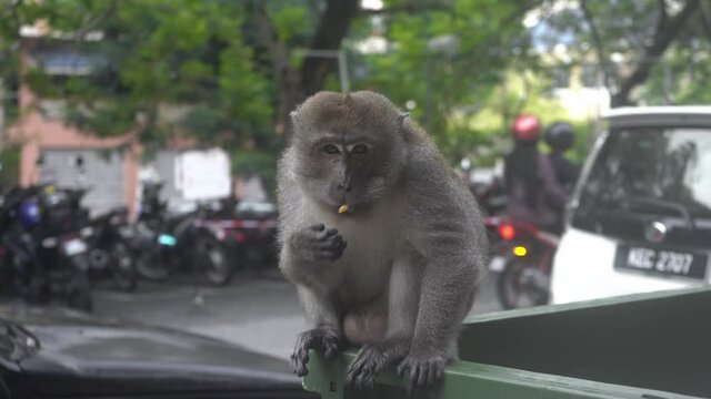 A wild monkey searches for food in a trash can near a fast food mall.