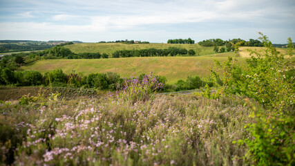 Green hill covered with thyme	