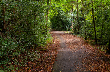 Path in the natural park. Deciduous forest, autumn day