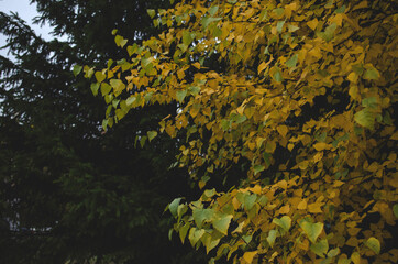 Autumn, park, nature, greenery, background