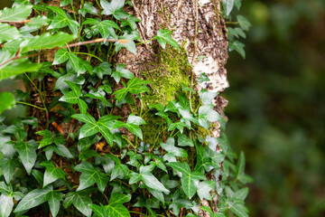 Wild forest nature, ivy winds along the trunk of birch tree, natural background