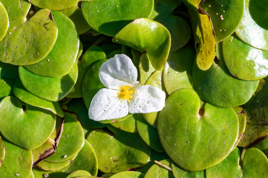 Hydrocharis morsus-ranae, frogbit, is a flowering plant belonging to the genus Hydrocharis in the family Hydrocharitaceae. It is a small floating plant resembling a small water lily.