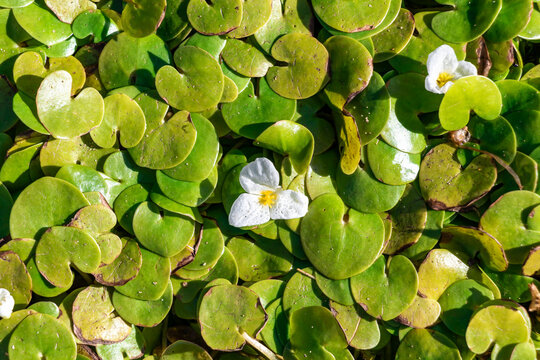Hydrocharis morsus-ranae, frogbit, is a flowering plant belonging to the genus Hydrocharis in the family Hydrocharitaceae. It is a small floating plant resembling a small water lily.