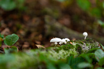 Porcelain fungus (Oudemansiella mucida), fruiting bodies on dead wood, natural background