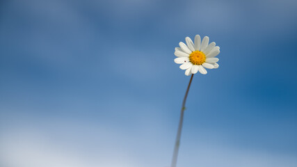 Fototapeta na wymiar Pretty common daisy, head in the blue spring sky 