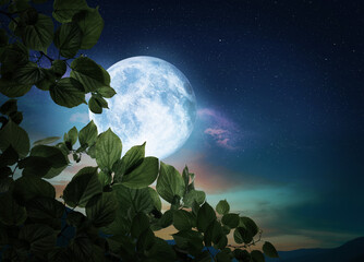 Fantasy night. Tree branch and full moon in starry sky © New Africa