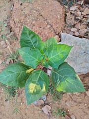 leaves in the garden
