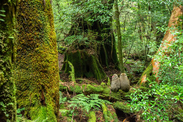 屋久島のヤクザル