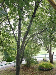 trees in the park