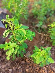 plant