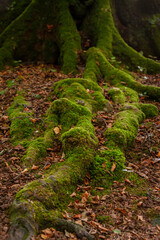 Fototapeta premium Mystical Woods, Natural green moss in the wild rain autumn forest. Natural Fantasy forest background.