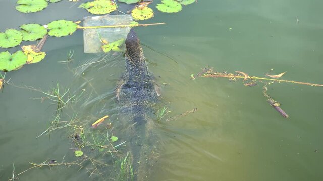 The monitor lizard slowly swims on the dirty pond in city park. Dangerous amphibians live in city parks