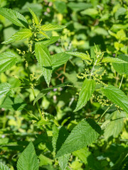 Fresh nettle leaves. The concept of alternative medicine. A bright green plant that is used in food and medicine