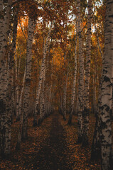Obraz premium Autumn, park, nature, greenery, background