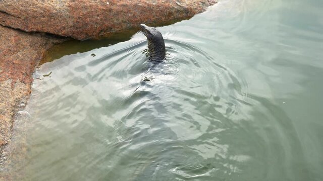 The monitor lizard swims on the pond. Dangerous amphibians live in city parks