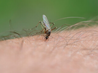 A mosquito bites a man's hand. Close-up, selective focus, blurry background. Malaria, disease, insects