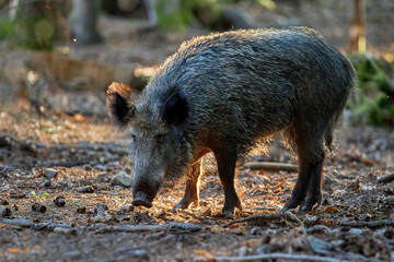 A huge wild boar, Sus scrofa in a colorful autumn spruce forest, with a snout at the ground looking for food against blurred background. Hunting season, Europe.