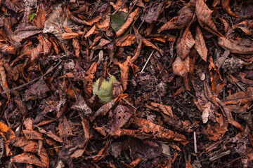 dried leaves