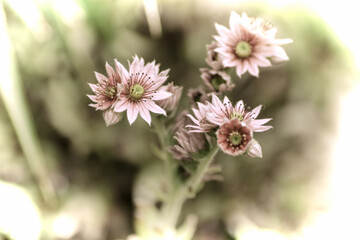 Close up of a beautiful flower in the garden at spring time in old photography style