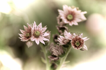 Close up of a beautiful flower in the garden at spring time in old photography style