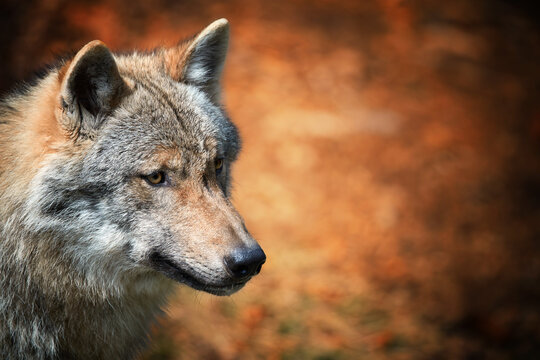 Eurasian wolf, Canis lupus, side portrait of female against orange abstract background. East Europe.