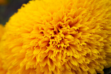 macro photography of yellow sunflower petals