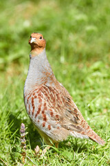 Grey partridge, Perdix perdix, close up gamebird on green meadow, looking at camera. Spring in East Europe.